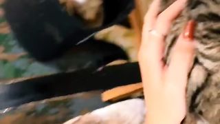 Cat????????????