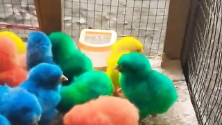 World Cute Chickens, Colorful Chickens, Rainbows Chickens, Cute Ducks, Cat, Rabbits, Cute Animals