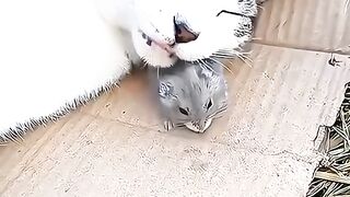 القط والفارة