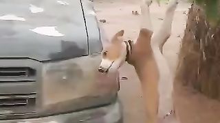 Dog stole from sodier man during tinubu regime