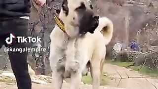 Heavy bull dog