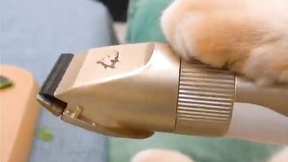 A cat that cuts love loves diversity on its peel before cutting it in half