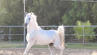 اجمل انواع الخيول