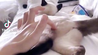 So cute cat