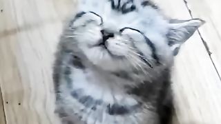 Funny cats 2024????????