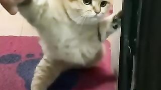 هتموت ضحك ????اسمع للاخر