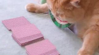 #exlittlebean actually practiced the magic of shuffling cards.#funnyvideo #funnycats #funnyshorts.