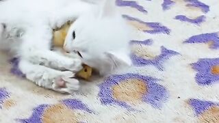 #Adorable Little #Chicks and #Cat Playing | Heartwarming Pet Moments