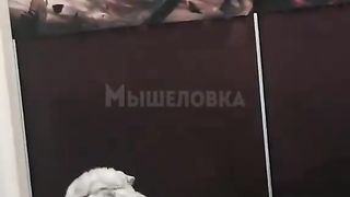 Get a cat, they said