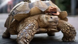 Tortoises and Tortoises Can Live Long