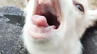 A little goat calling for her mother