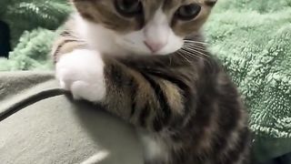 Affectionate cat