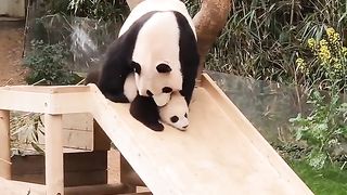 Panda mom teaching her baby how to play on slide