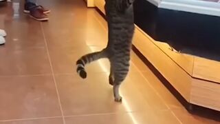 Funny cats