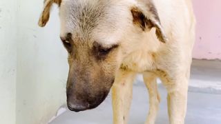 Ye hai Hmra Dog jiska Naam hai Sonu ????