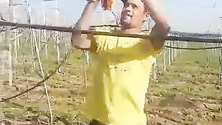 طريقة حزم اغصان العنب بمسدس يدوي