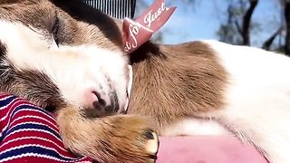 A little goat sleeping on his owner's lap