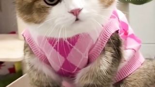 Funny cats