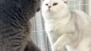 Funny cats