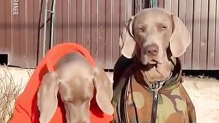 Dogs clean hands hhh !