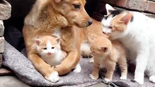 Funny cats