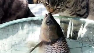 Funny cats