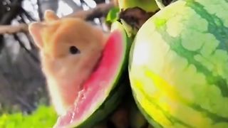 What IS this rabbit eating fruits