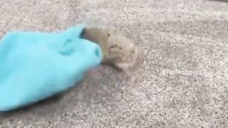 Hedgehog trying to destroy everything, cuteness wins