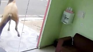 Horse woke up and chose violence