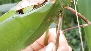 What kind of insect is this?