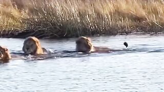 A lion crossing a river was attacked by a hippopotamus