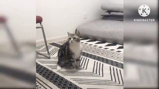 Cats Cutes animals episode 2