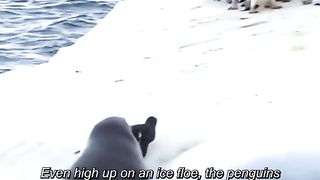 Seals Attack Penguins