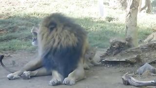 Lion cub joking with his father