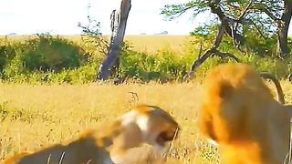 The mother lion protects her cubs from the male lion
