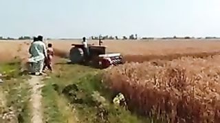 PAKISTANI WHEAT CUTTING