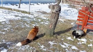 Лиса радуется приходу кота