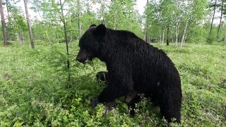 Медведи изменили маршрут.