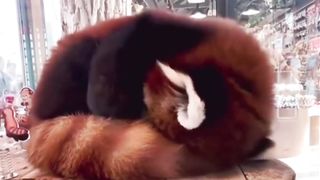 A fluffy tail is convenient