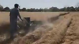 PAKISTANI WHEAT CUTTING