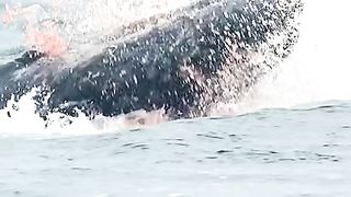 The Blu Whale was attacked by an orca whale