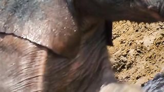 Elephant calf stuck in puddle