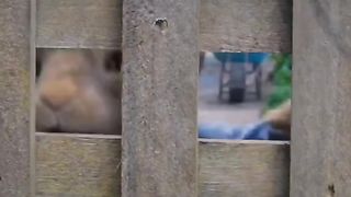 Rabbit movie