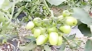 PAKISTANI TOMATOES FRAMING