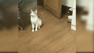 Baby Cats - Cute and Funny Cat Videos Compilation #21 | Aww Animals