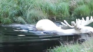 Extraordinary white moose was spotted taking a dip in a pool in Sweden's Varmland County