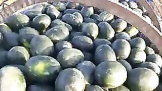 PAKISTANI WATERMELON