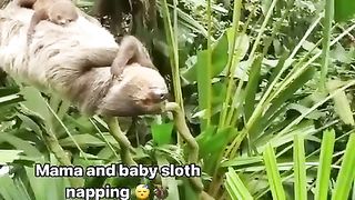 A mama sloth and her baby enjoying a snooze ???? ????