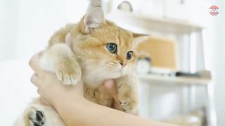 lets learn cat language