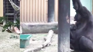 This Gorilla mom is dealing with her eldest son's jealousy of the baby, and she is DONE with his shit.
